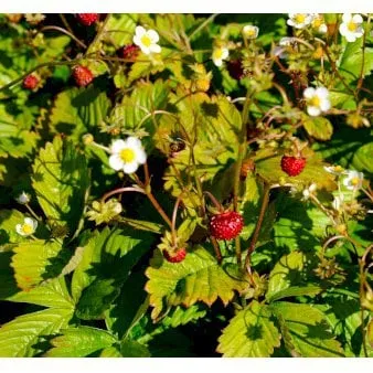 Wald-Erdbeeren