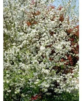 Gewöhnlicher Wildapfel