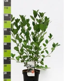 Großfrüchtige Aronia