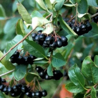 Großfrüchtige Aronia