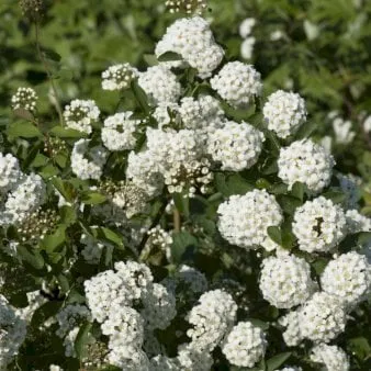 Bukettspirea