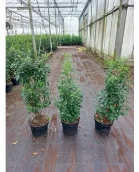 Portugiesische Lorbeerkirsche